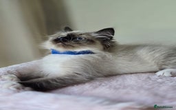 Ragdoll cats for sale: 6 Perfect Affectionate, Ready2Go Pedigree Kittens! - Advert 21