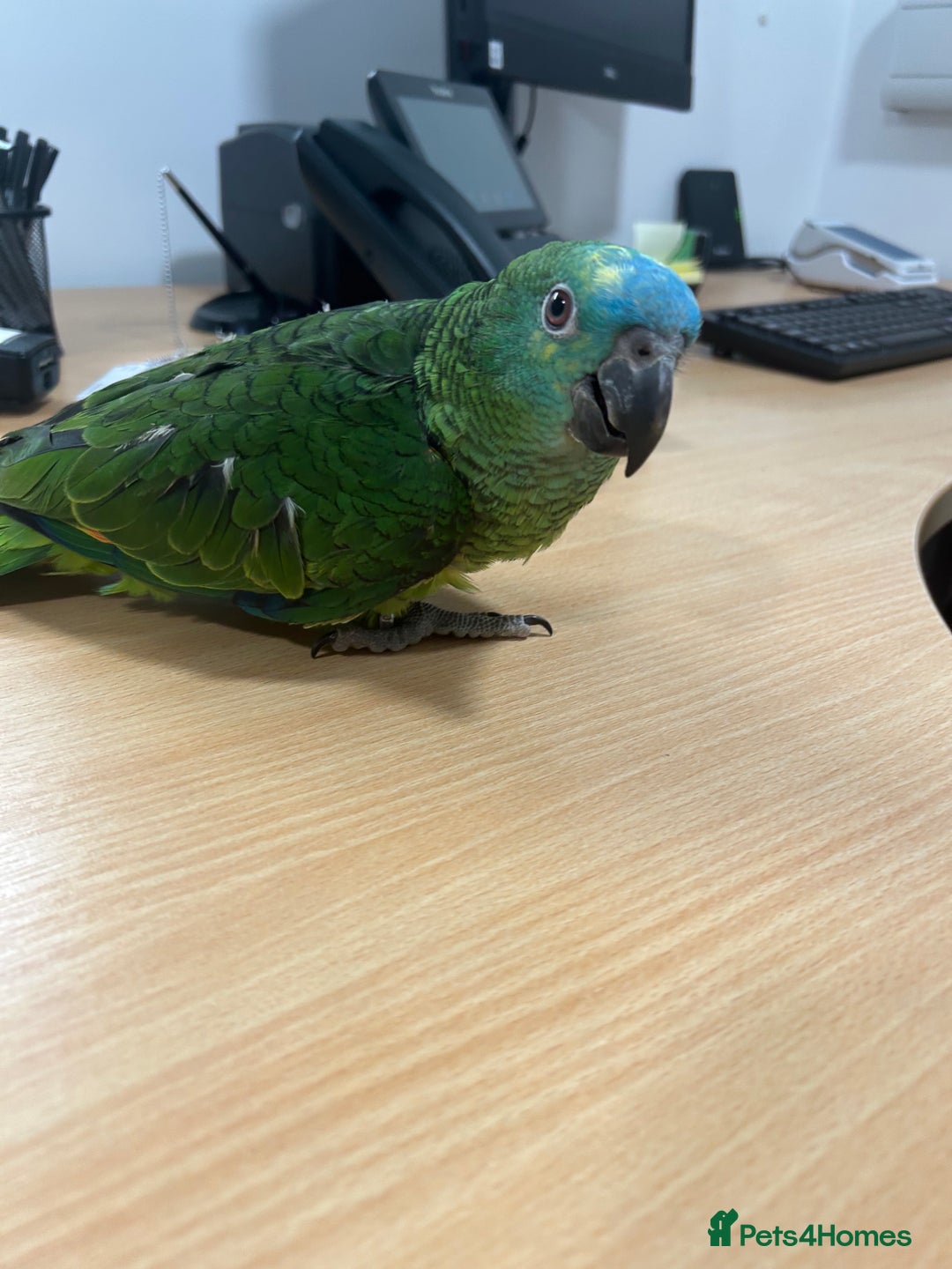 Parrots birds for sale: Hand Reared Baby Blue Fronted Amazons  - Advert 4