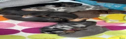 Miniature Dachshund dogs for sale: Miniature dachshund puppies  - Advert 2