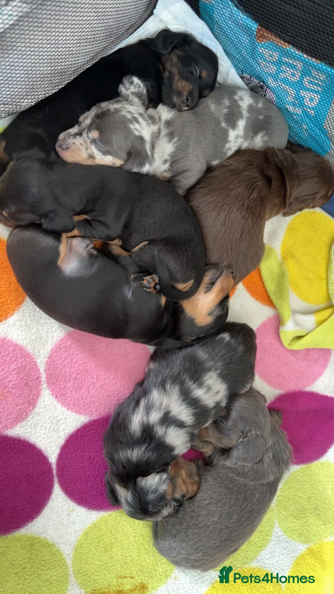 Miniature Dachshund dogs for sale: Miniature dachshund puppies  - Advert 2