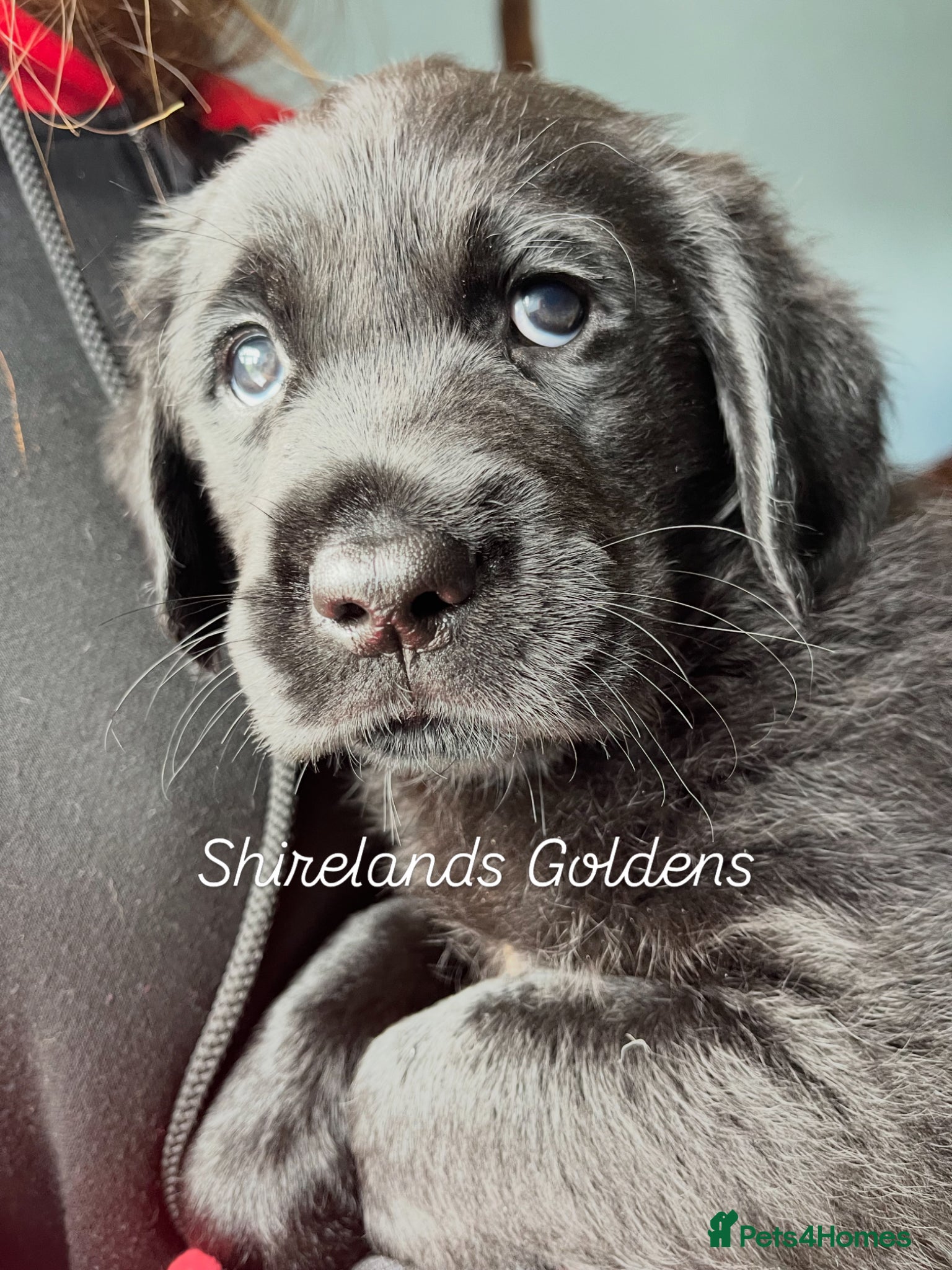 Goldador dogs One stunning goldador boy available ❤️ - Advert 5