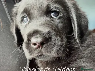 Goldador dogs One stunning goldador boy available ❤️ - Advert 1