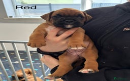Boxer dogs for sale: 3 GIRLS LEFT - KC PUPS FROM HEART TESTED PARENTS - Image 8