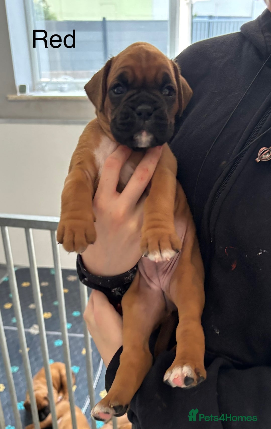 Boxer dogs for sale: 3 GIRLS LEFT - KC PUPS FROM HEART TESTED PARENTS - Image 8