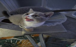 British Shorthair cats for sale: British short hair boy ready now - Image 17