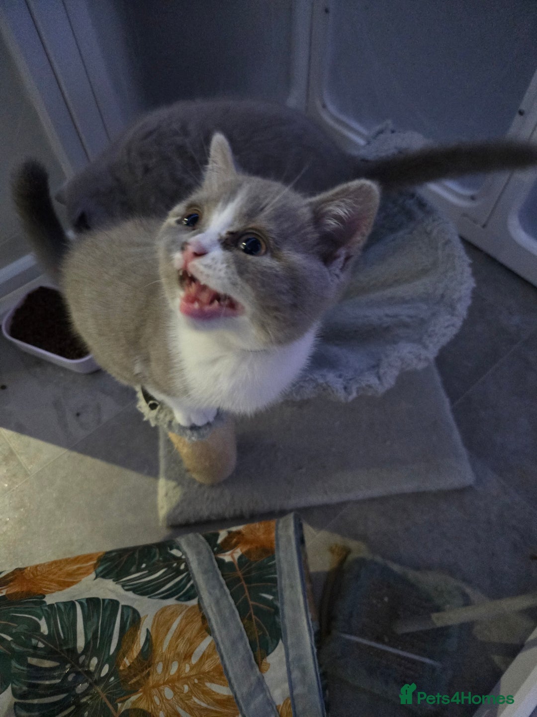 British Shorthair cats for sale: British short hair boy ready now - Image 17