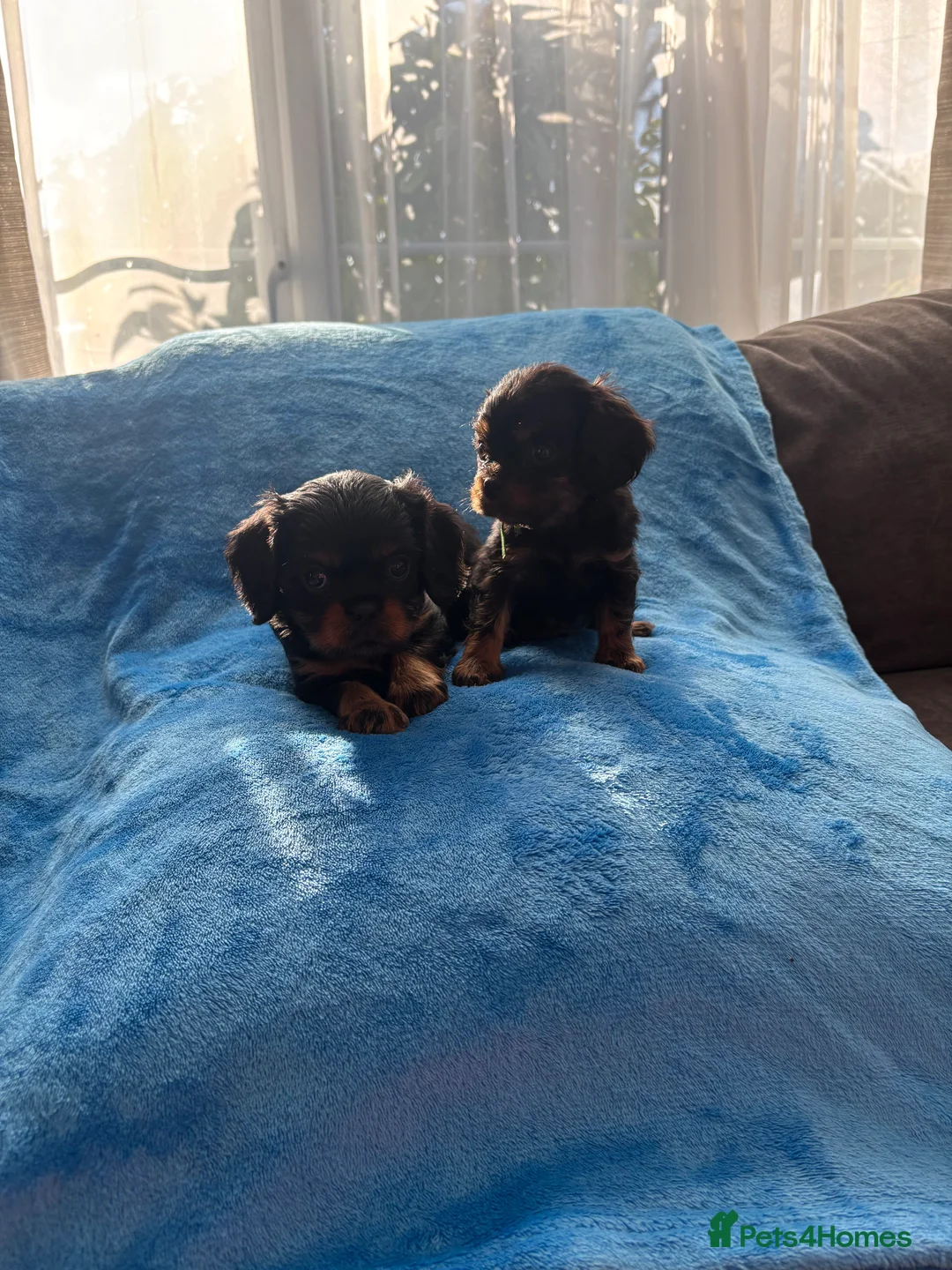 Cavalier King Charles Spaniel dogs for sale: Gorgeous KC Puppies Available  - Advert 15