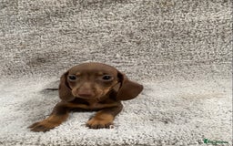 Miniature Dachshund dogs for sale: Miniature dachshund pups - Image 7