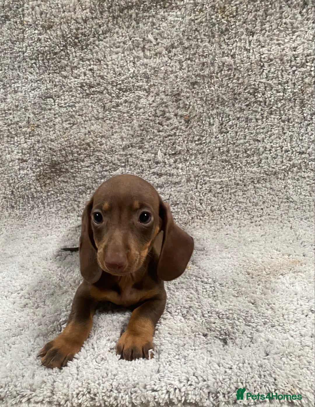 Miniature Dachshund dogs for sale: Miniature dachshund pups - Image 7
