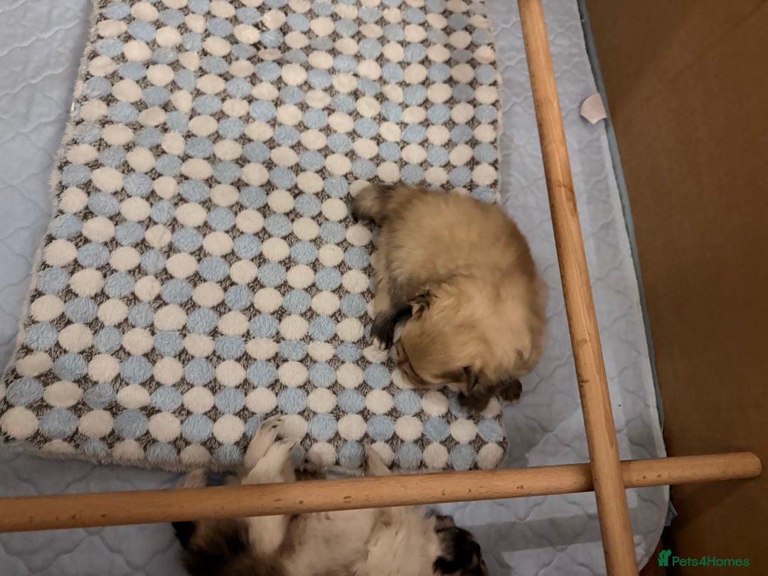 Pomchi dogs for sale: 3/4 Pom 1/4 chi Pomchi F1BB - Advert 36