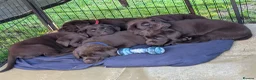 Labrador Retriever dogs for sale: Chocolate Labradors Puppies,Health Tested Parents  - Advert 4