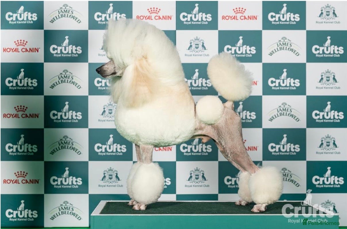 Standard Poodle dogs Champion sired standard poodles  - Advert 1