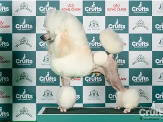 Standard Poodle dogs Champion sired standard poodles - Advert 3