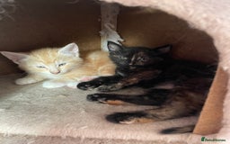 Mixed Breed cats for sale: Kittens for sale - Image 3