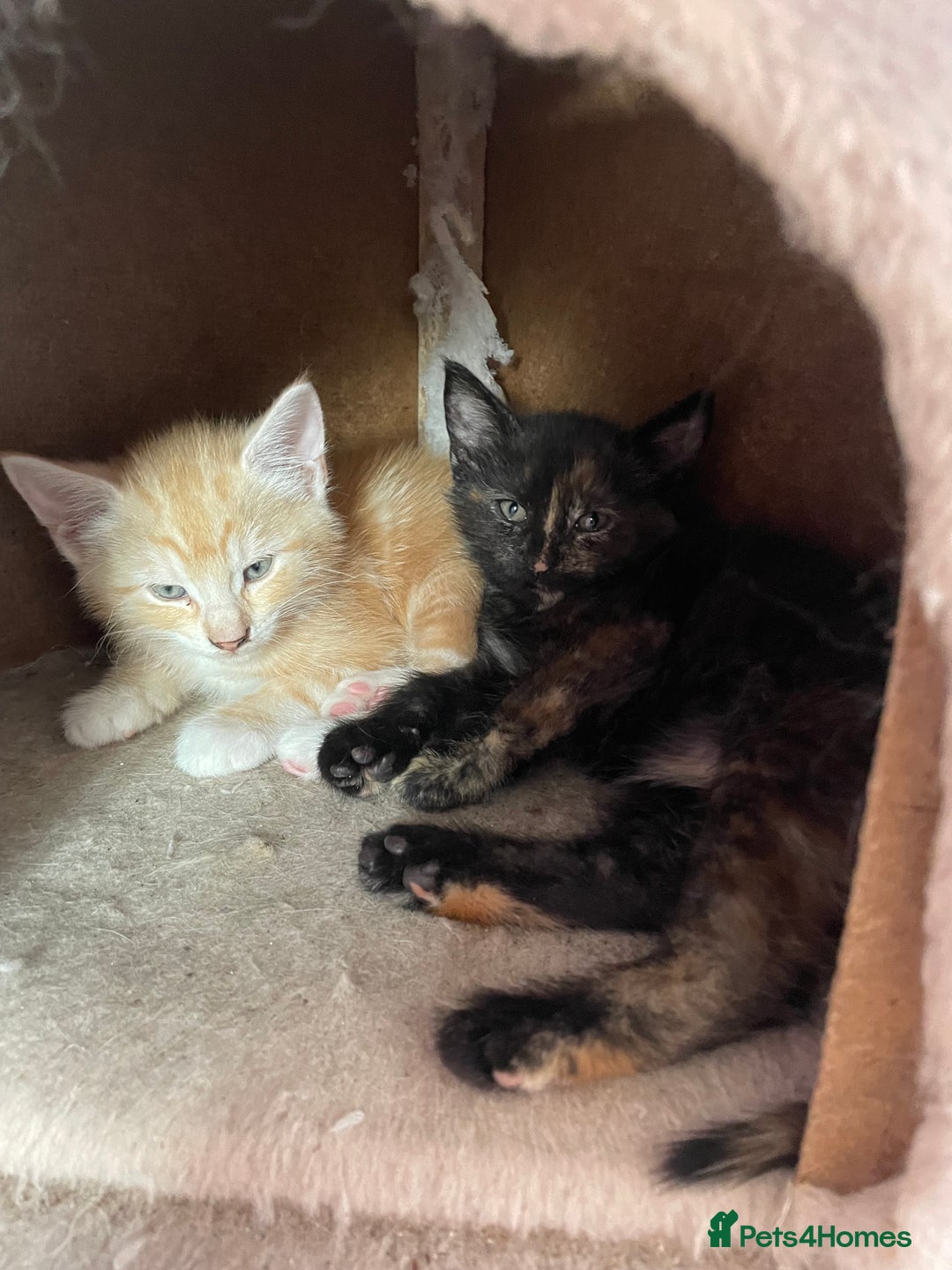 Mixed Breed cats for sale: Kittens for sale - Image 3