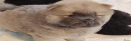 Chow Chow dogs for sale:  Beautiful Chow Chow Puppies – KC Registered 🐻 - Advert 19