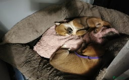 Japanese Shiba Inu dogs for sale: 1 KC Shiba inu girl left.  - Image 4