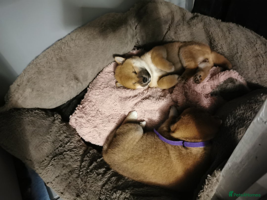Japanese Shiba Inu dogs for sale: 1 KC Shiba inu girl left.  - Image 4