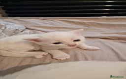 Mixed Breed cats for sale: Adorable white kittens  - Image 16