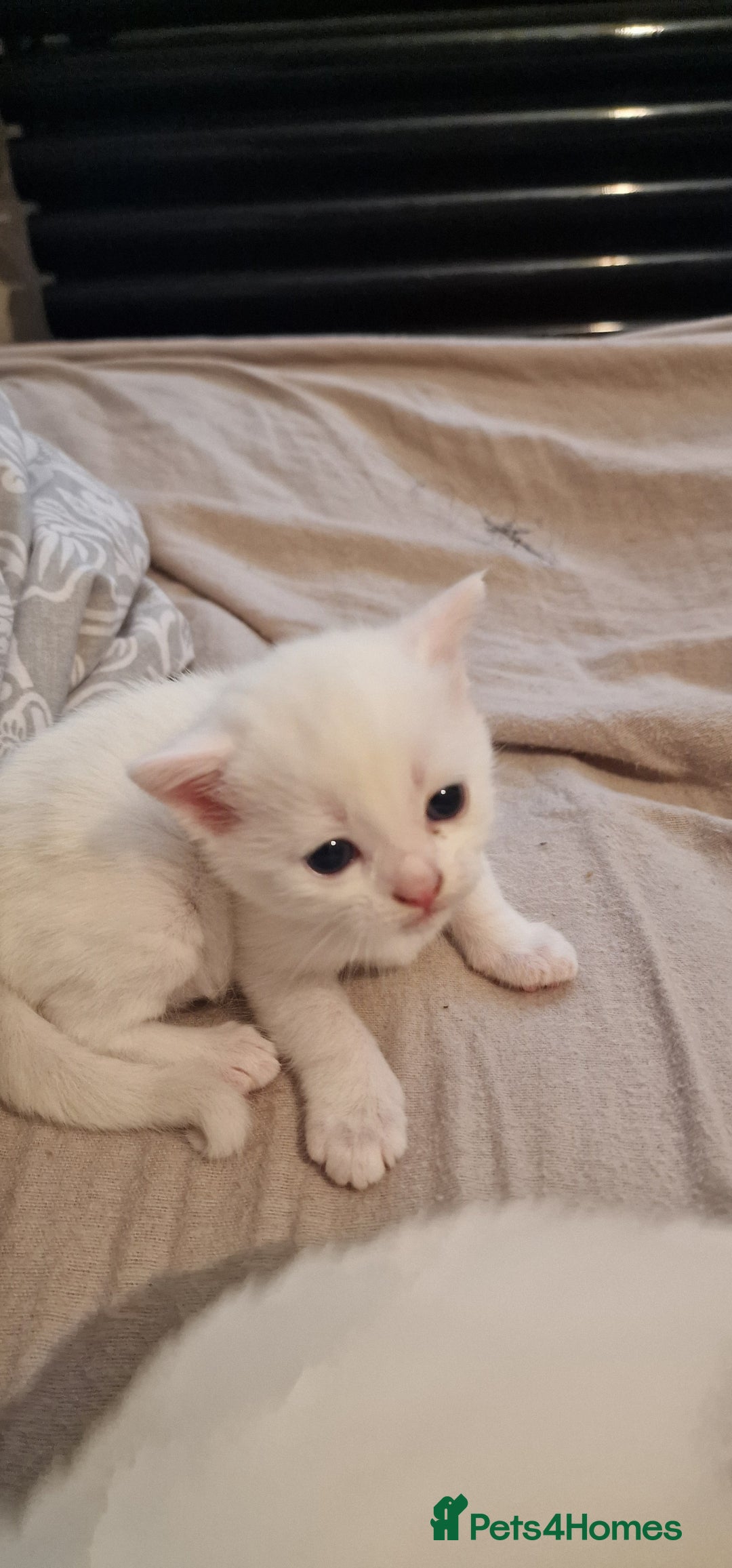 Mixed Breed cats for sale: Adorable white kittens  - Image 16