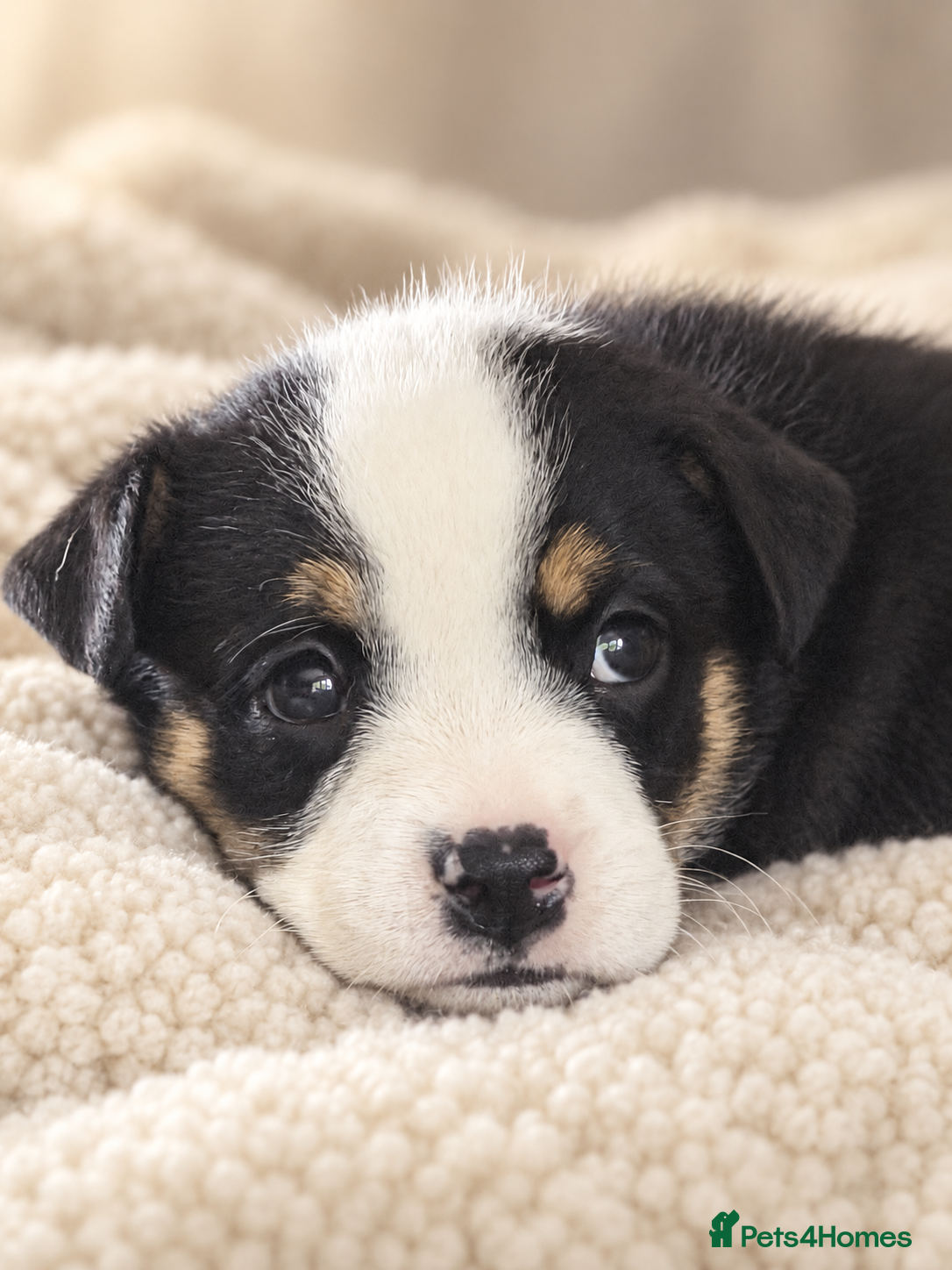 Mixed Breed dogs 🐾BULLDOG X BORDER COLLIE PUPPIES - Advert 2
