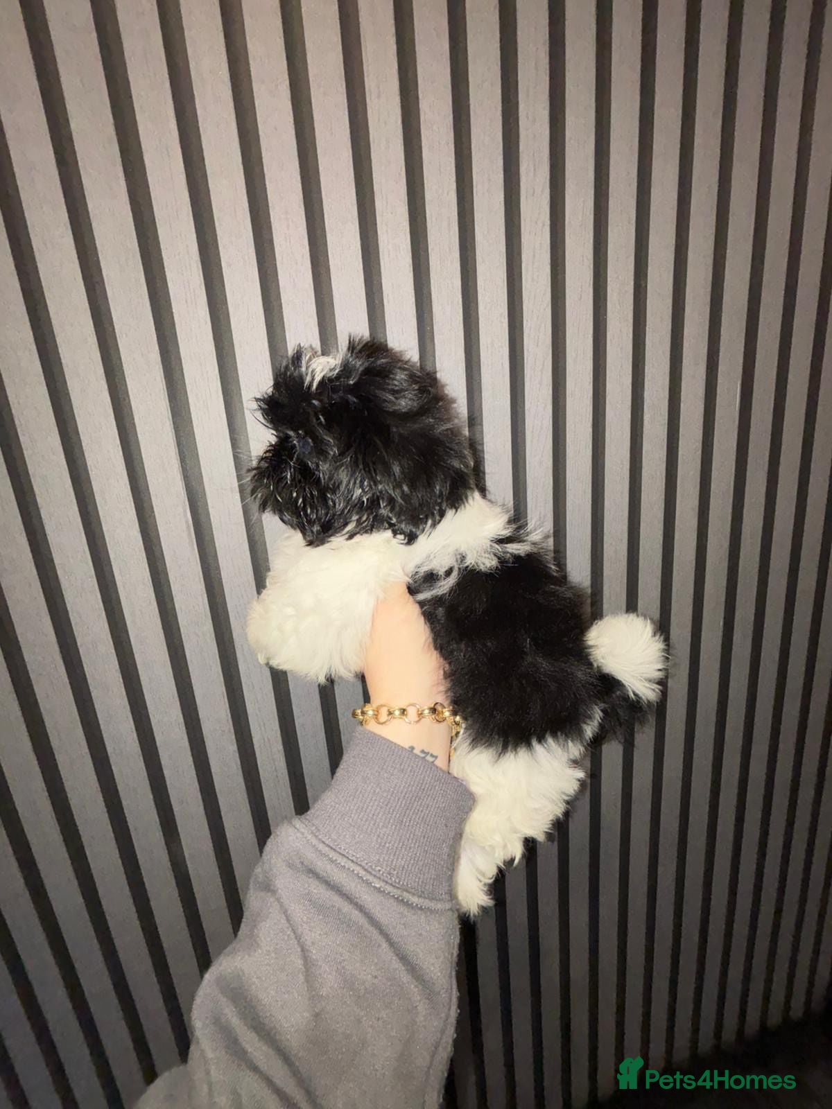 Shih Tzu dogs  kc reg shih tzh ready to go  - Advert 3