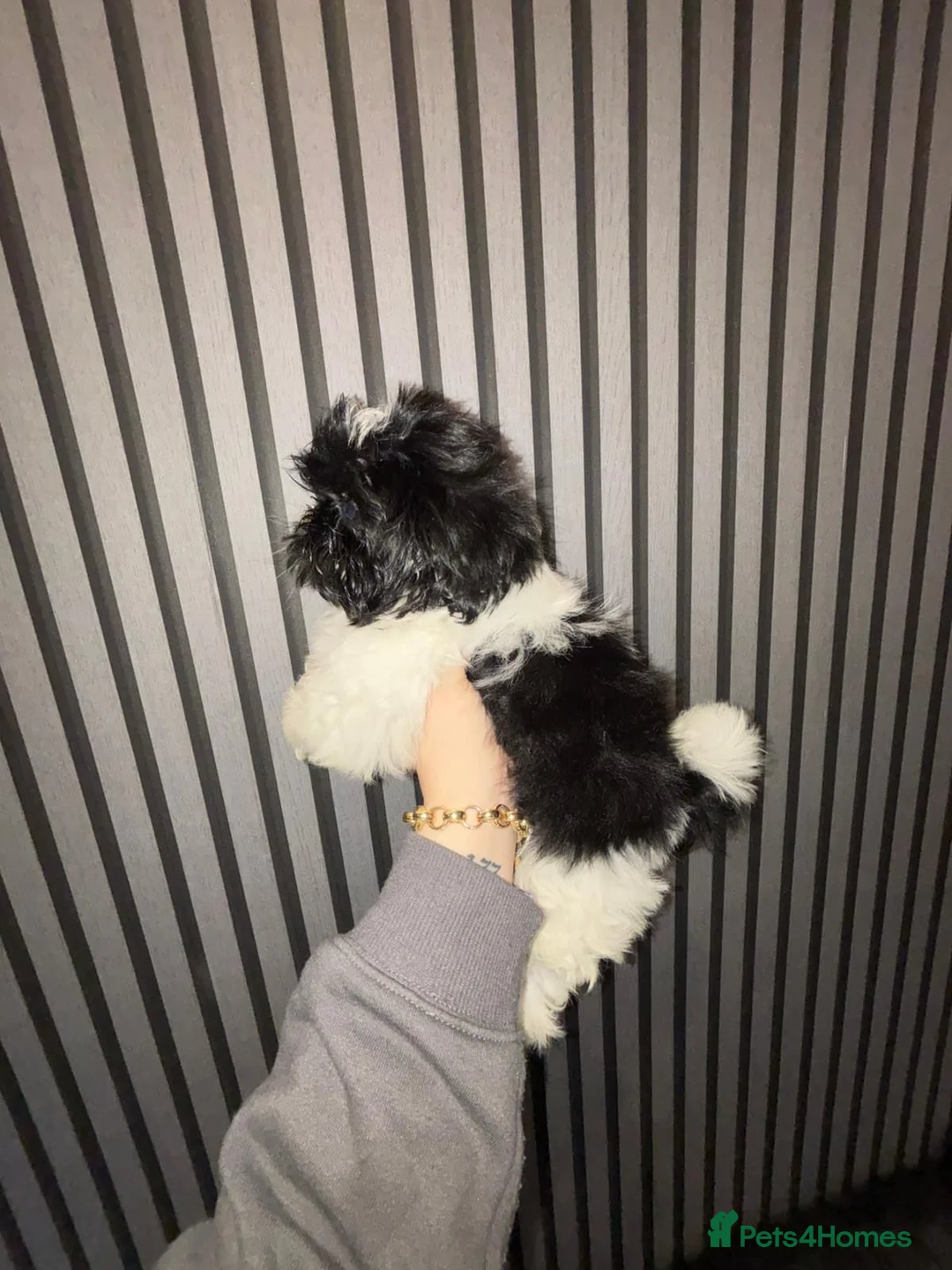 Shih Tzu dogs for sale:  2 kc reg shih tzh ready to go  - Advert 1