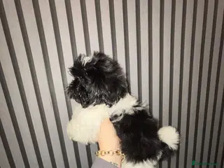 Shih Tzu dogs kc reg shih tzh ready to go - Advert 3