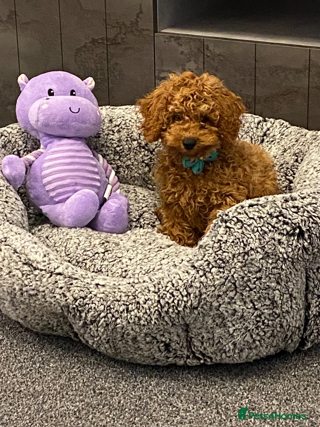 Toy Poodle dogs for sale: Female toy poodle puppy in Bishop Auckland - Advert 3