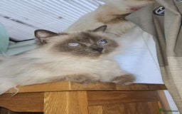 Ragdoll cats for sale: Adoption Ragdoll - Image 2
