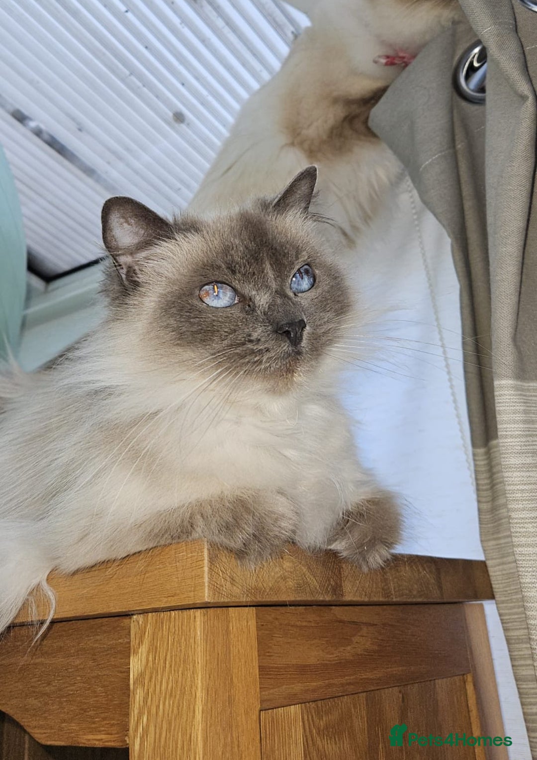 Ragdoll cats for sale: Adoption Ragdoll - Image 2