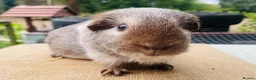 Guinea Pig rodents for sale: Guinea pigs for loving new homes - Advert 14