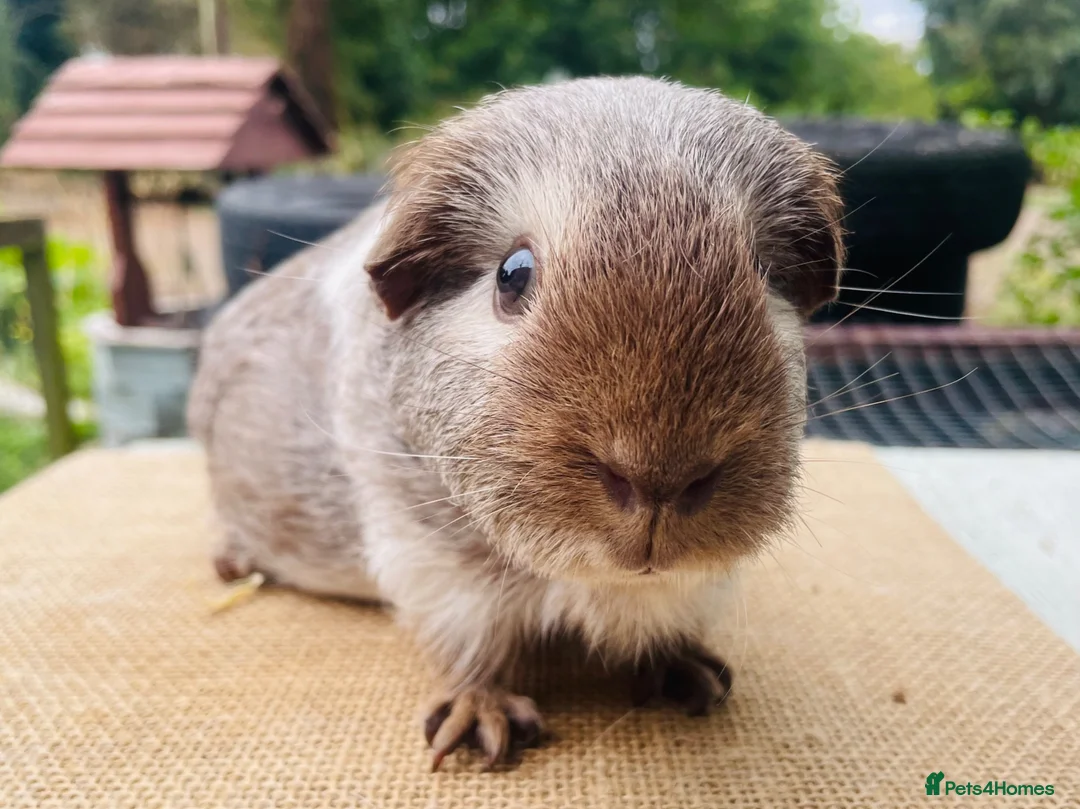 Guinea Pig rodents for sale: Guinea pigs for loving new homes - Advert 14