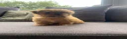 Shih Tzu dogs for sale: Imperial Shih Tzus  - Advert 3
