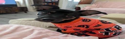 Chorkie dogs for sale: 1 year old male chorkie  in Barnsley - Advert 5
