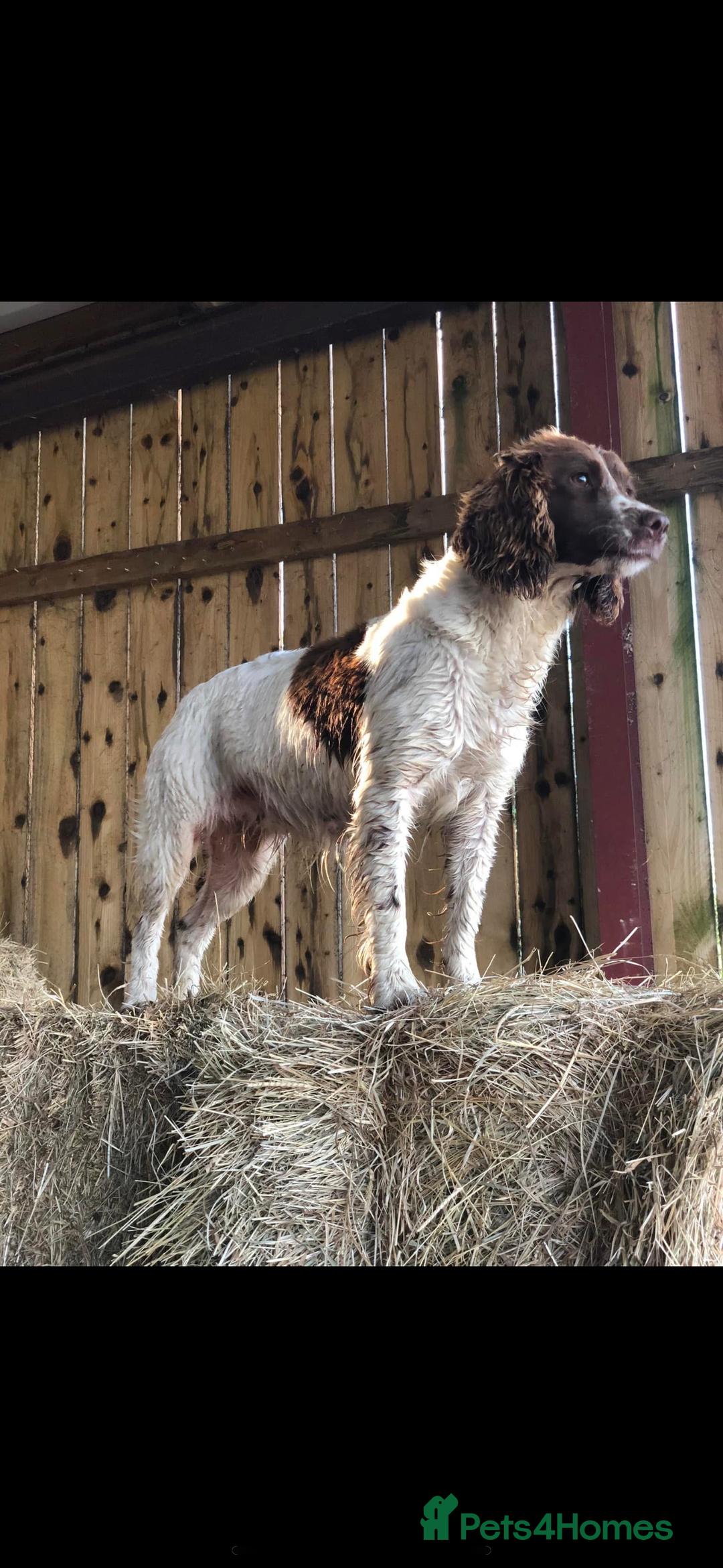 English Springer Spaniel dogs for sale: Rehome English Springer spaniel  - Advert 2