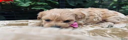Maltipoo dogs for sale:  **  Maltipoo Puppy – Beautiful Teddy Bear Face - Advert 28