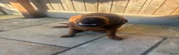 Labrador Retriever dogs for sale: Fox Red Lab For Sale in Middlewich - Advert 8