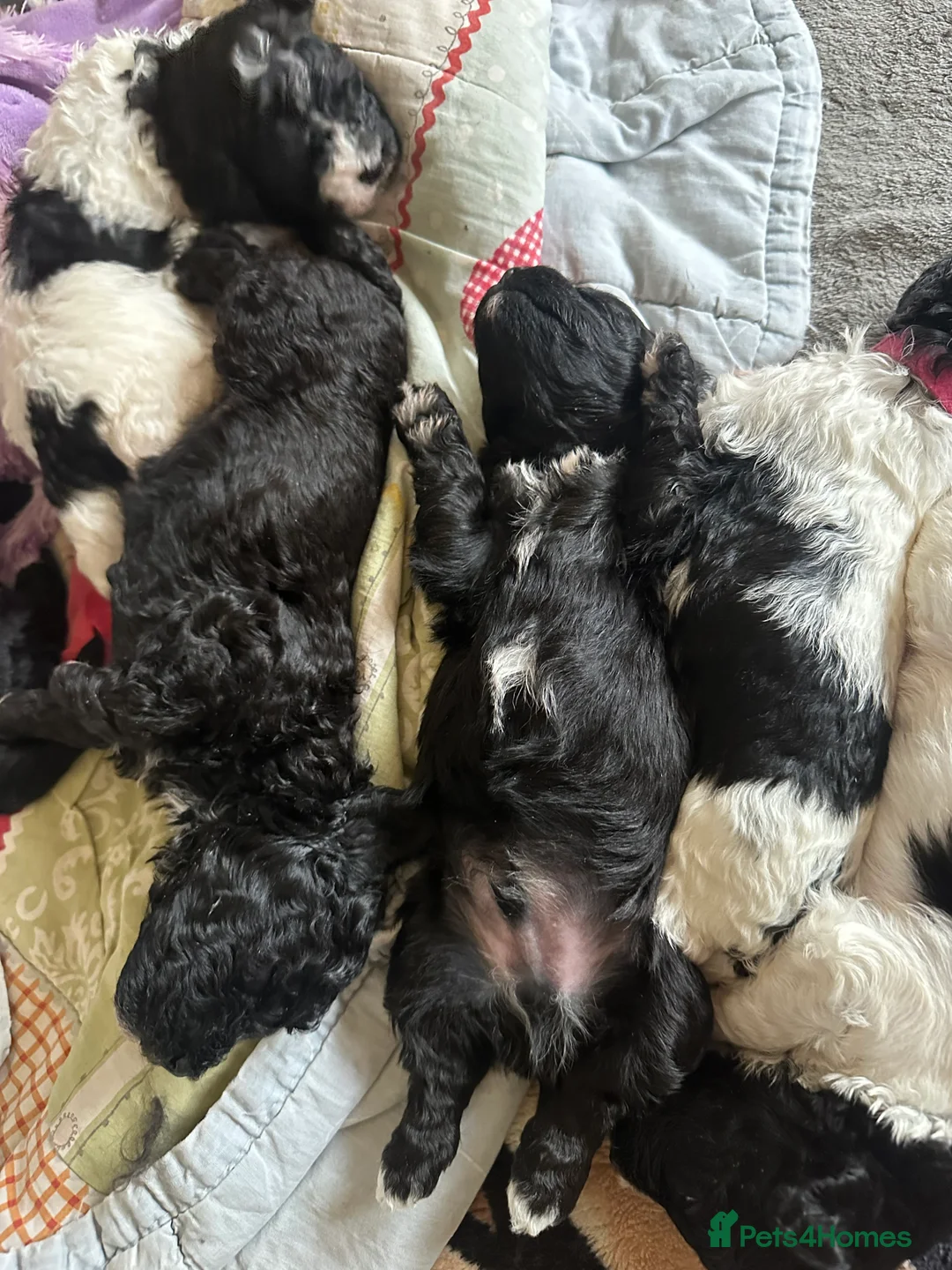 Poochon dogs for sale: Poochon Puppies- Health Tested Parents-Home Raised - Advert 8