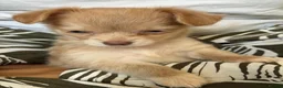 Chihuahua dogs for sale: Beautiful Long-Haired Chihuahua Puppies ❤️ - Advert 10