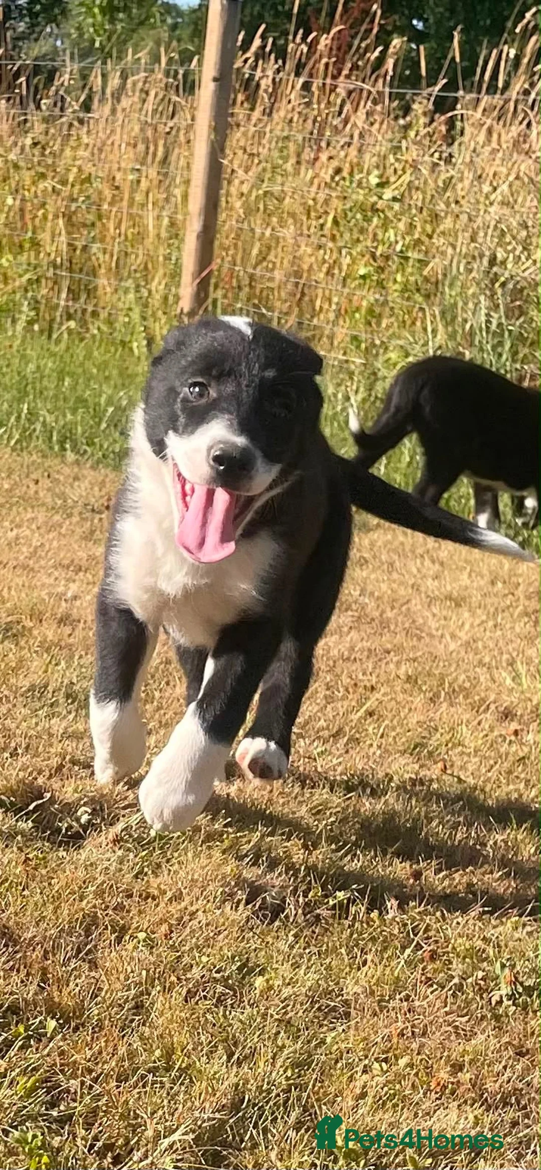 Border Collie dogs for sale: 3 Border Sheep dog Pups for Sale in Llandrindod Wells - Advert 1