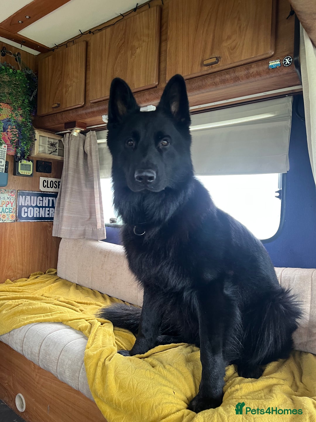 German Shepherd dogs for sale: Black German shepherd  - Advert 2
