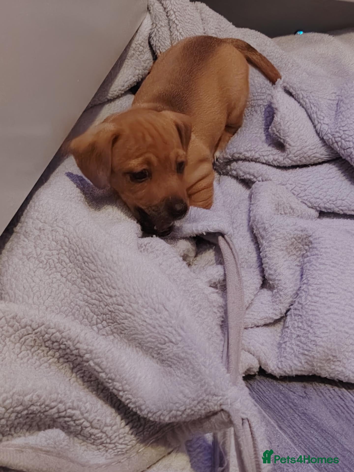Jackshund dogs for sale: Jack Russell x miniature dachshund - Advert 2