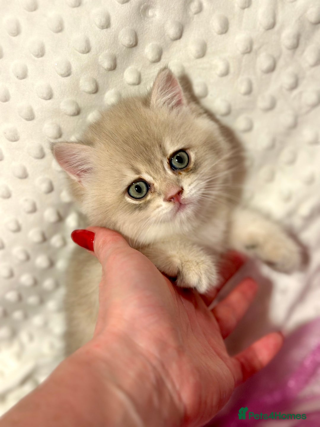 British Shorthair cats for sale: Two Blue Gold Boys  - Advert 5