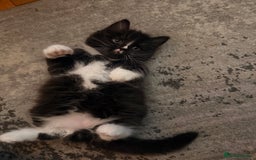 Mixed Breed cats for sale: 3 Gorgeous Long Hair Kittens Available - Image 11