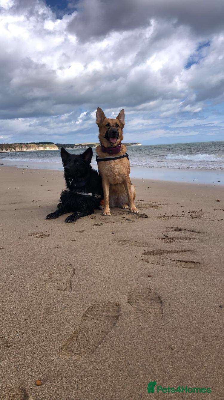German Shepherd dogs (Must be experienced home)-Beautiful Male GSD  - Advert 6