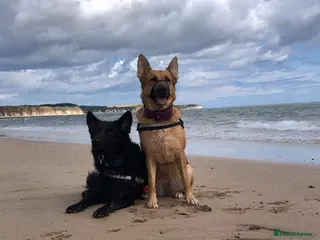 German Shepherd dogs (Must be experienced home)-Beautiful Male GSD - Advert 15