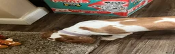 Cavalier King Charles Spaniel dogs for sale: Cavalier King Charles  in Nottingham - Advert 6