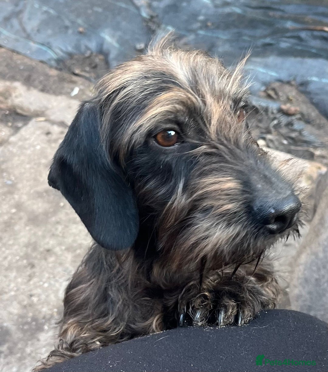 Miniature Dachshund dogs for sale: MINI WIRES KC REG LAFORA PRA CLEAR - Advert 12