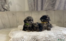 Cockapoo dogs for sale:  pra clear cockapoo puppy’s ready in 1 weeks - Image 14